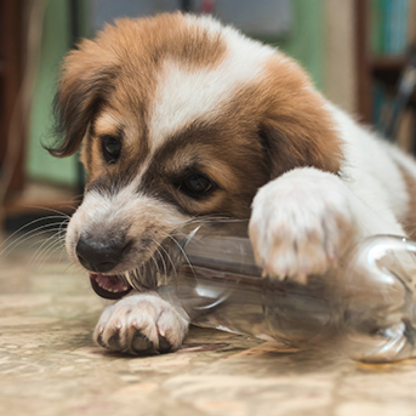 Perro cachorro mordiendo botella de plastico.jpg